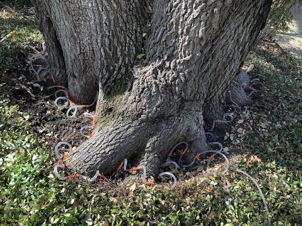Detailed Tree Cabling and Bracing job site in Rabun Gap